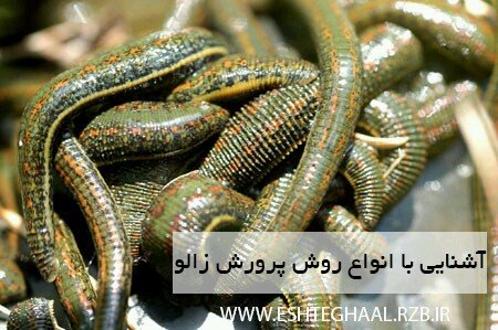 آشنایی با انواع روش پرورش زالو 